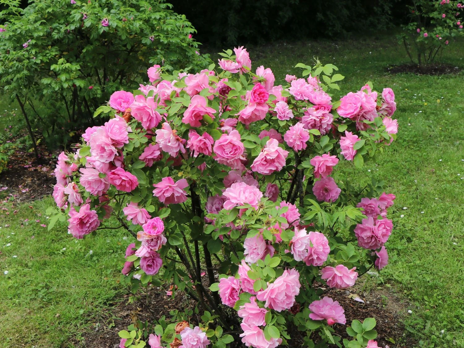 Strauchrose 'Pink Grootendorst' 2 Strauchrose 'Pink Grootendorst' – Bild 2