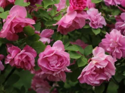 Strauchrose 'Pink Grootendorst' 11 Strauchrose 'Pink Grootendorst' -Deutschland Garten Funk Verkaufs-Shop strauchrose pink grootendorst m002682 w 6