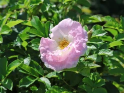 Strauchrose 'Polareis'
