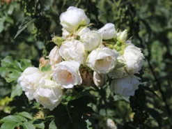 Strauchrose 'Polareis' -Deutschland Garten Funk Verkaufs-Shop strauchrose polareis m009461 w 1