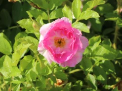 Strauchrose 'Polareis' -Deutschland Garten Funk Verkaufs-Shop strauchrose polareis m009461 w 2