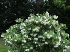 Strauchrose 'Polareis' -Deutschland Garten Funk Verkaufs-Shop strauchrose polareis m009461 w 5