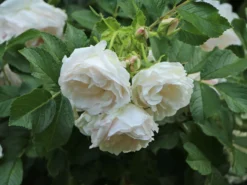 Strauchrose 'Polareis' -Deutschland Garten Funk Verkaufs-Shop strauchrose polareis m009461 w 7