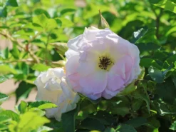 Strauchrose 'Polareis' -Deutschland Garten Funk Verkaufs-Shop strauchrose polareis m009461 w 8