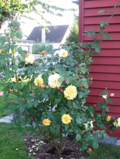 Strauchrose 'Postillion' ® -Deutschland Garten Funk Verkaufs-Shop strauchrose postillion m002690 193676 0