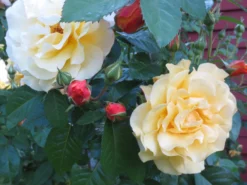 Strauchrose 'Postillion' ® -Deutschland Garten Funk Verkaufs-Shop strauchrose postillion m002690 310261 1