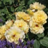Strauchrose 'Postillion' ®