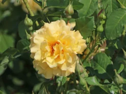 Strauchrose 'Postillion' ® -Deutschland Garten Funk Verkaufs-Shop strauchrose postillion m002690 w 1