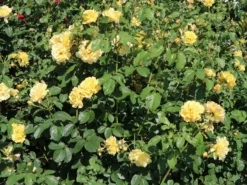 Strauchrose 'Postillion' ® -Deutschland Garten Funk Verkaufs-Shop strauchrose postillion m002690 w 2