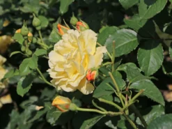 Strauchrose 'Postillion' ® -Deutschland Garten Funk Verkaufs-Shop strauchrose postillion m002690 w 3