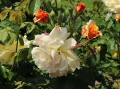Strauchrose 'Postillion' ® -Deutschland Garten Funk Verkaufs-Shop strauchrose postillion m002690 w 6