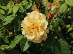 Strauchrose 'Postillion' ® -Deutschland Garten Funk Verkaufs-Shop strauchrose postillion m002690 w 7