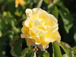 Strauchrose 'Postillion' ® -Deutschland Garten Funk Verkaufs-Shop strauchrose postillion m002690 w 8