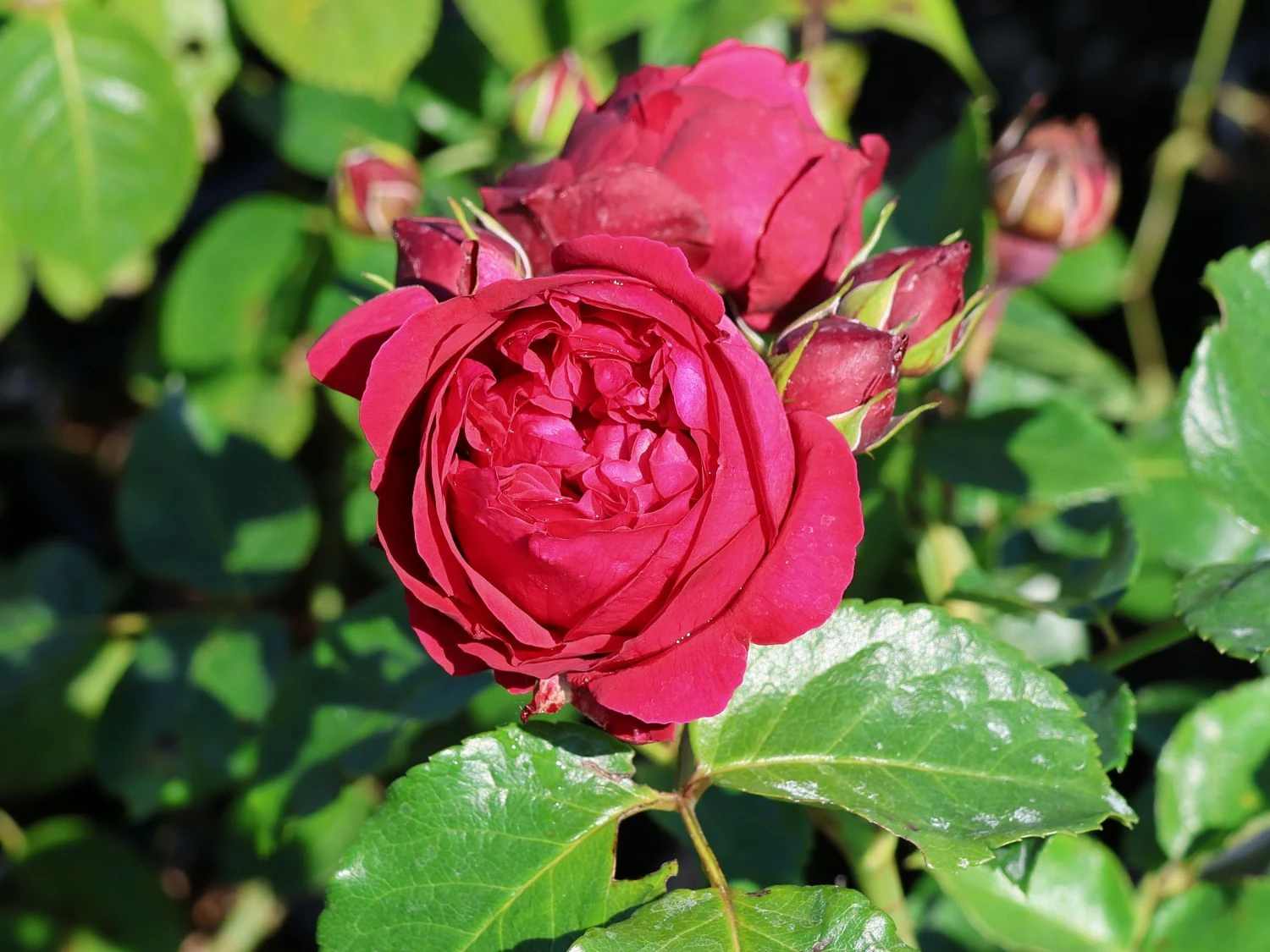 Strauchrose 'Red Eden Rose' ® 1 Strauchrose 'Red Eden Rose' ®
