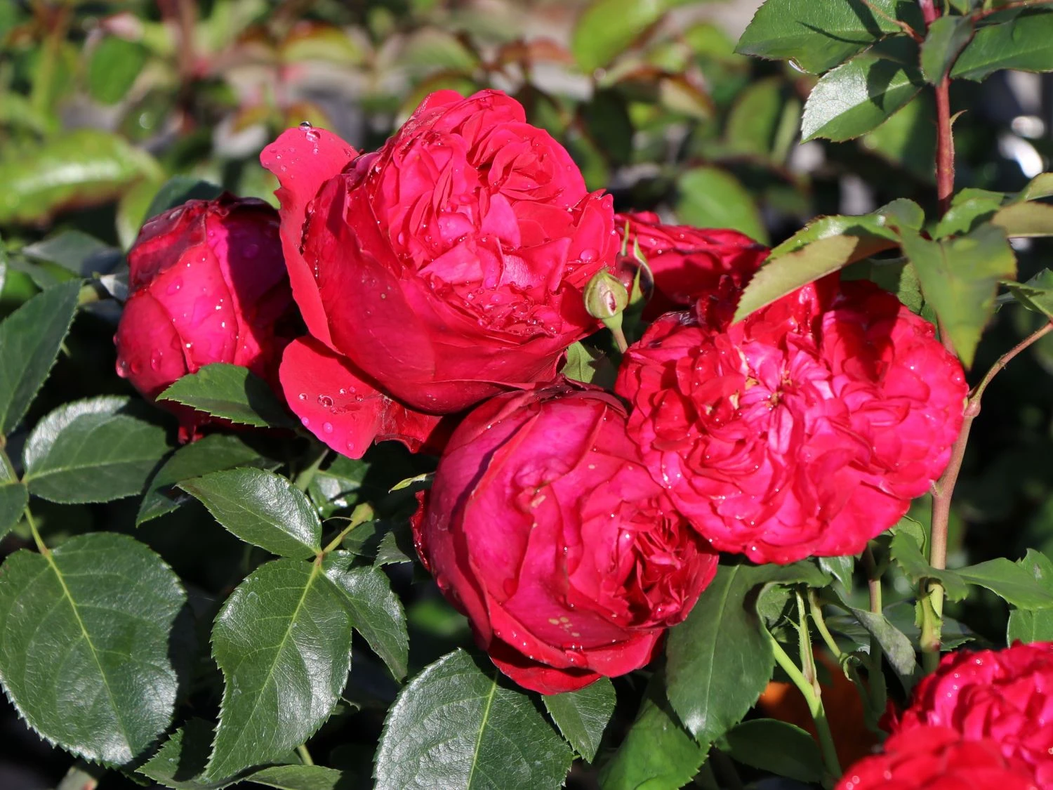 Strauchrose 'Red Eden Rose' ® 6 Strauchrose 'Red Eden Rose' ® – Bild 6