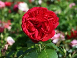 Strauchrose 'Red Eden Rose' ® 14 Strauchrose 'Red Eden Rose' ® -Deutschland Garten Funk Verkaufs-Shop strauchrose red eden rose m002694 w 3