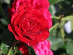 Strauchrose 'Red Eden Rose' ® 18 Strauchrose 'Red Eden Rose' ® -Deutschland Garten Funk Verkaufs-Shop strauchrose red eden rose m002694 w 4