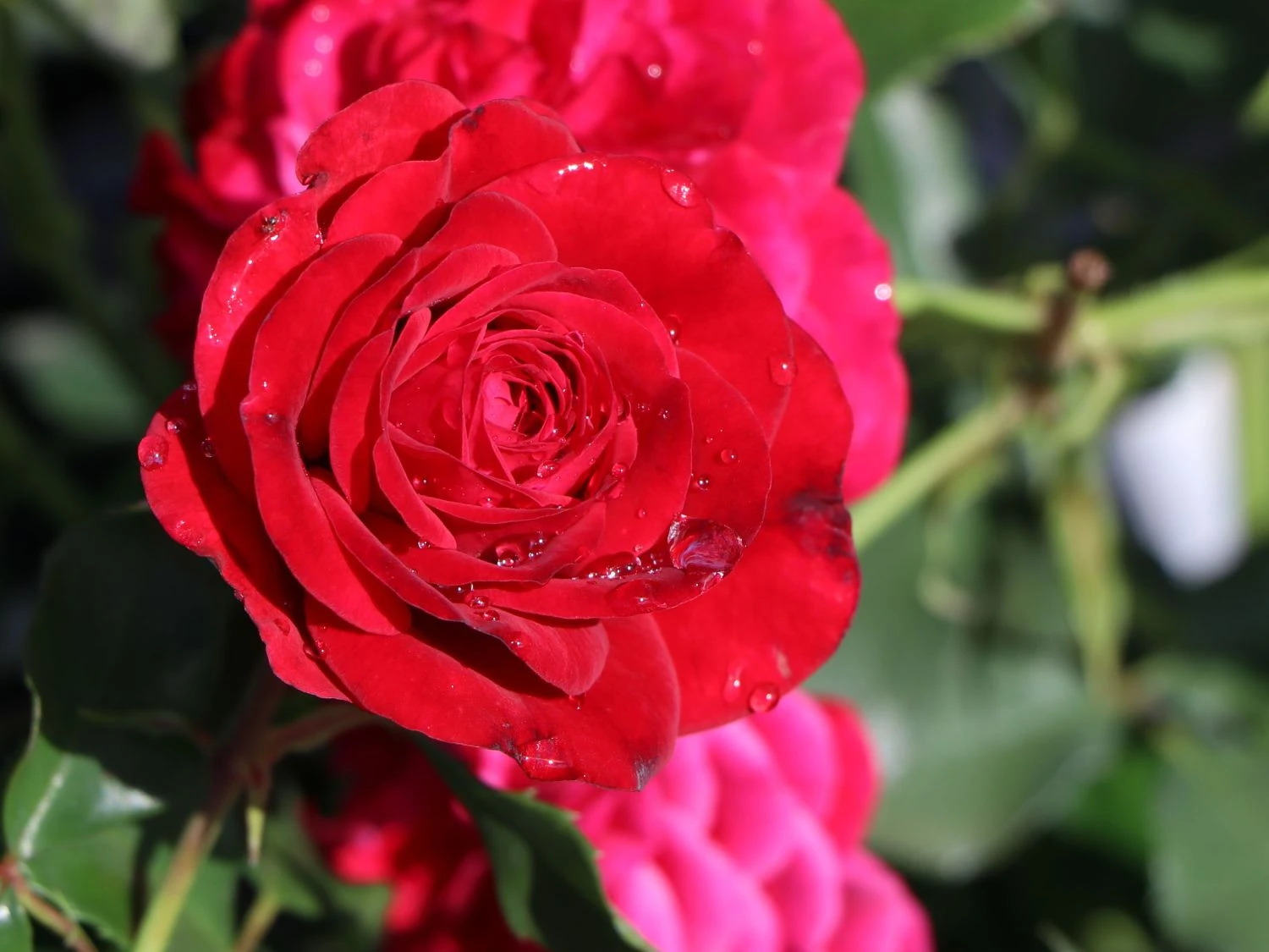Strauchrose 'Red Eden Rose' ® 8 Strauchrose 'Red Eden Rose' ® – Bild 8