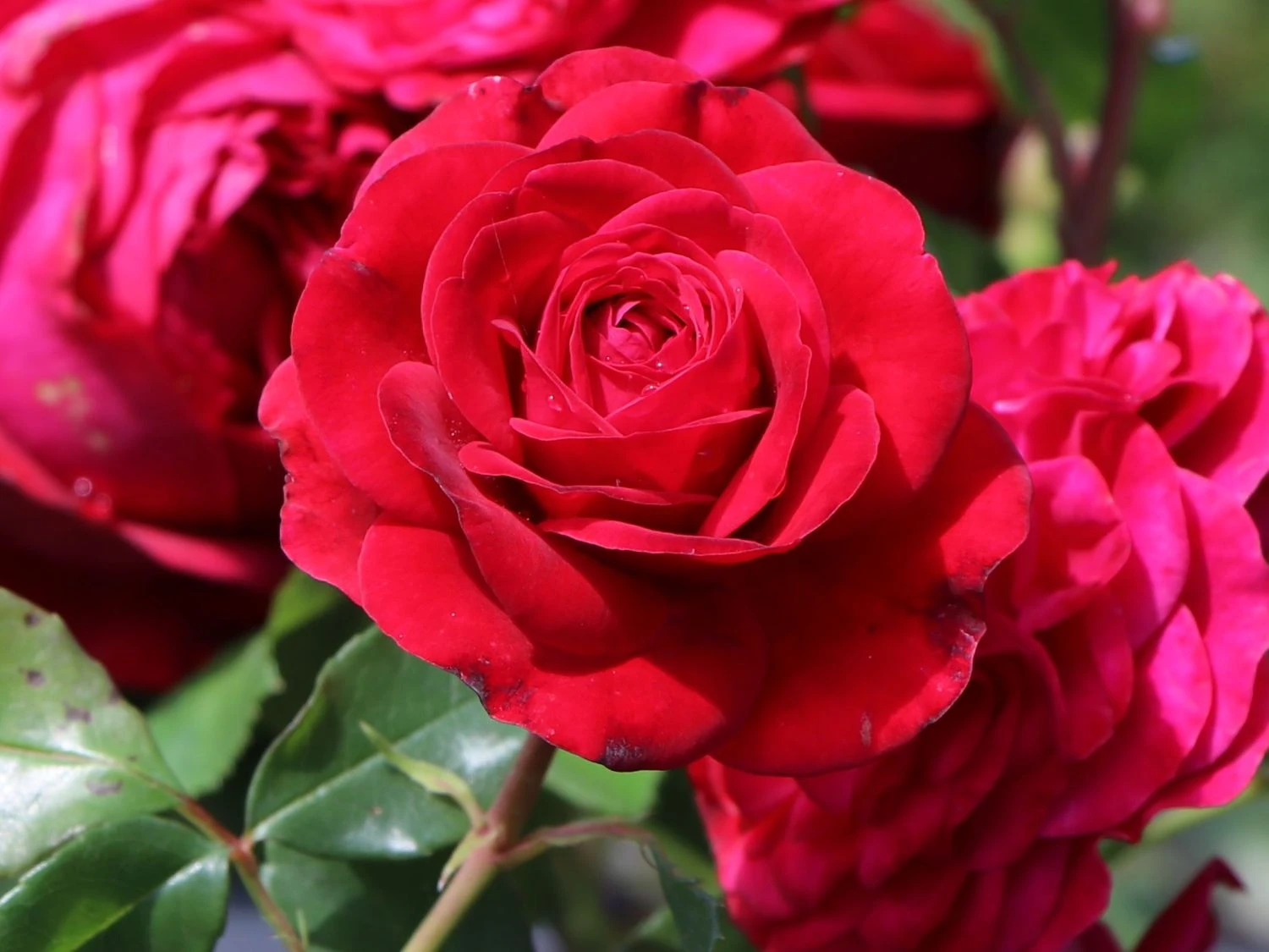 Strauchrose 'Red Eden Rose' ® 7 Strauchrose 'Red Eden Rose' ® – Bild 7