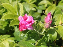 Strauchrose 'Rosa Zwerg' 5 Strauchrose 'Rosa Zwerg' -Deutschland Garten Funk Verkaufs-Shop strauchrose rosa zwerg m002710 w 1