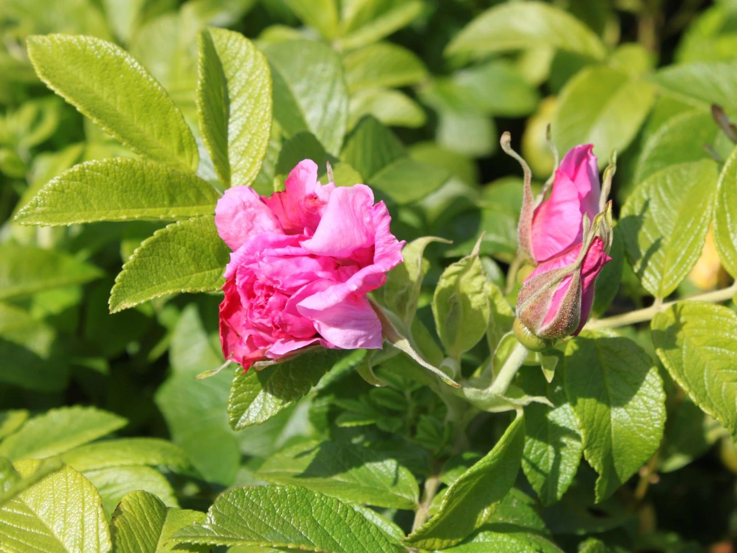 Strauchrose 'Rosa Zwerg' 3 Strauchrose 'Rosa Zwerg' – Bild 3