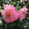 Strauchrose 'Rosario' ®