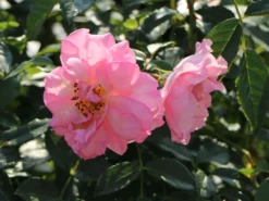 Strauchrose 'Rosario' ®