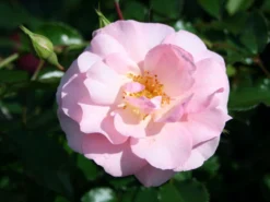 Strauchrose 'Rosario' ® -Deutschland Garten Funk Verkaufs-Shop strauchrose rosario m005530 w 0