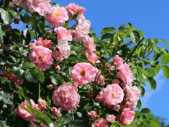 Strauchrose 'Rosario' ® -Deutschland Garten Funk Verkaufs-Shop strauchrose rosario m005530 w 1