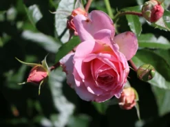 Strauchrose 'Rosario' ® -Deutschland Garten Funk Verkaufs-Shop strauchrose rosario m005530 w 2