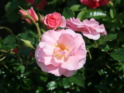 Strauchrose 'Rosario' ® -Deutschland Garten Funk Verkaufs-Shop strauchrose rosario m005530 w 4
