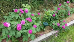 Strauchrose 'Rose De Resht' 28 Strauchrose 'Rose De Resht' -Deutschland Garten Funk Verkaufs-Shop strauchrose rose de resht m002704 1153234 0