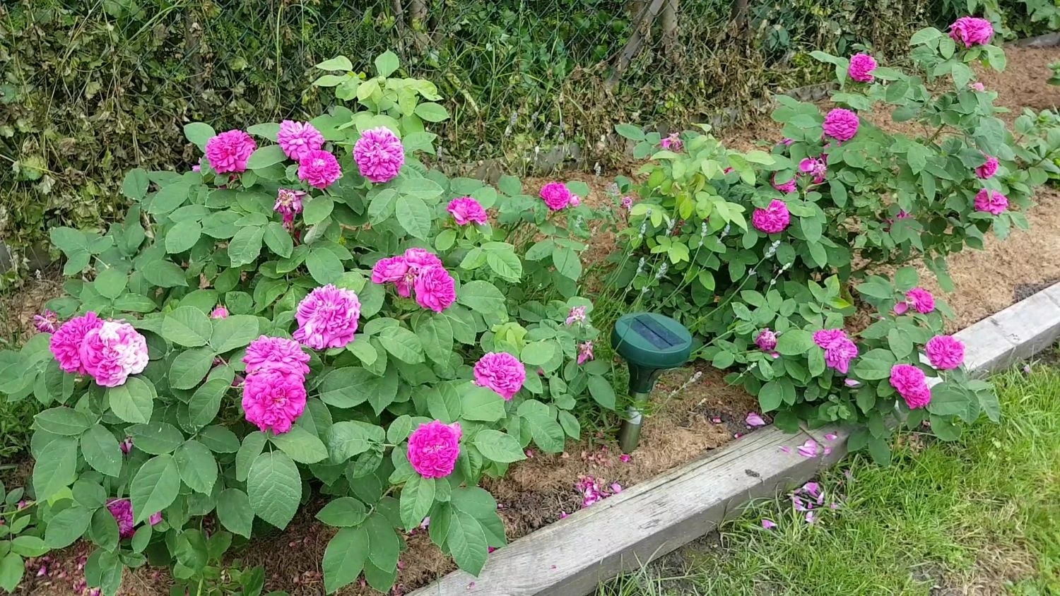 Strauchrose 'Rose De Resht' 11 Strauchrose 'Rose De Resht' – Bild 11