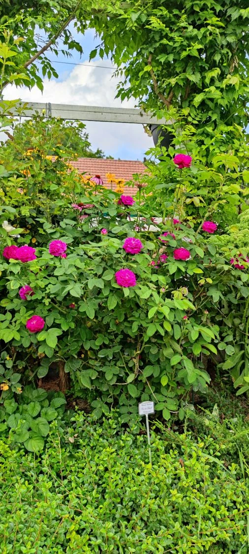 Strauchrose 'Rose De Resht' 10 Strauchrose 'Rose De Resht' – Bild 10