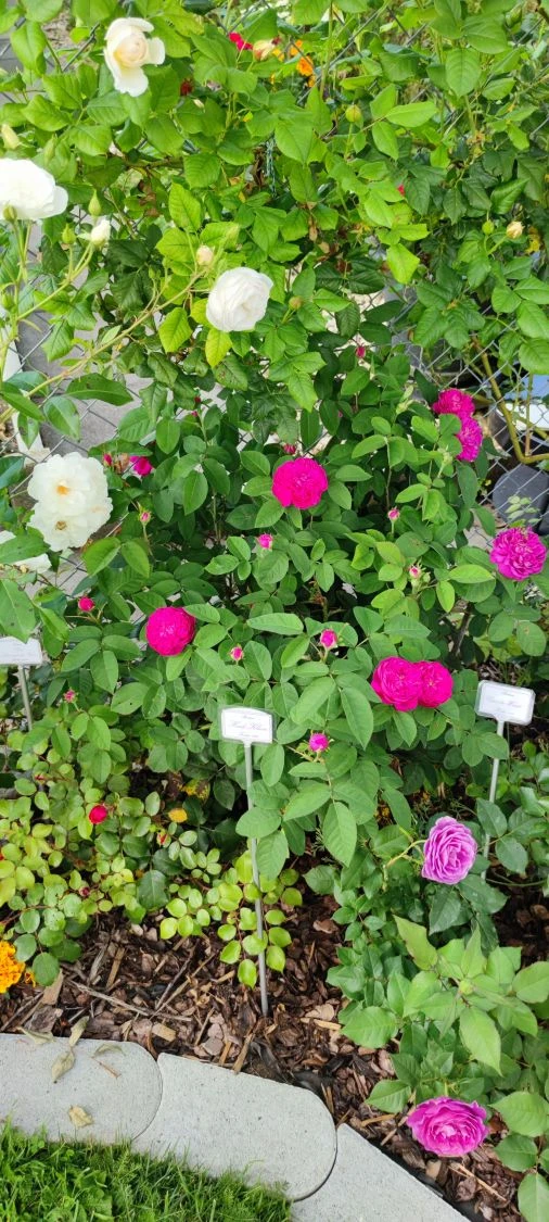 Strauchrose 'Rose De Resht' 9 Strauchrose 'Rose De Resht' – Bild 9