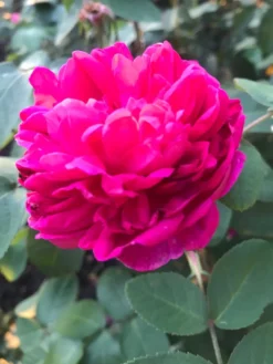 Strauchrose 'Rose De Resht' 32 Strauchrose 'Rose De Resht' -Deutschland Garten Funk Verkaufs-Shop strauchrose rose de resht m002704 193676 0