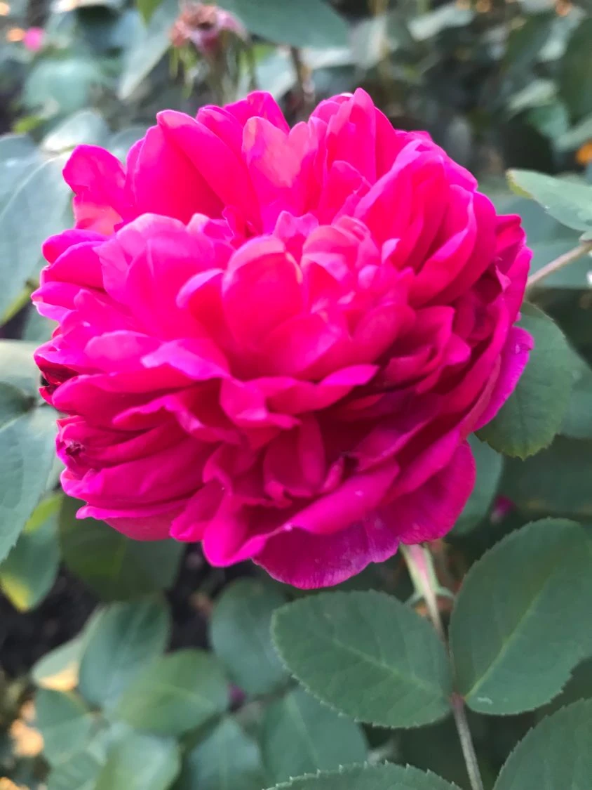 Strauchrose 'Rose De Resht' 15 Strauchrose 'Rose De Resht' – Bild 15