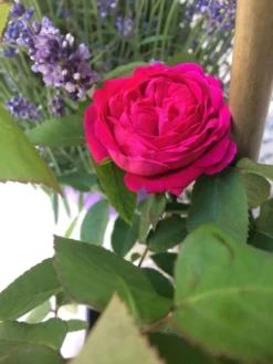 Strauchrose 'Rose De Resht' 34 Strauchrose 'Rose De Resht' -Deutschland Garten Funk Verkaufs-Shop strauchrose rose de resht m002704 401538 0