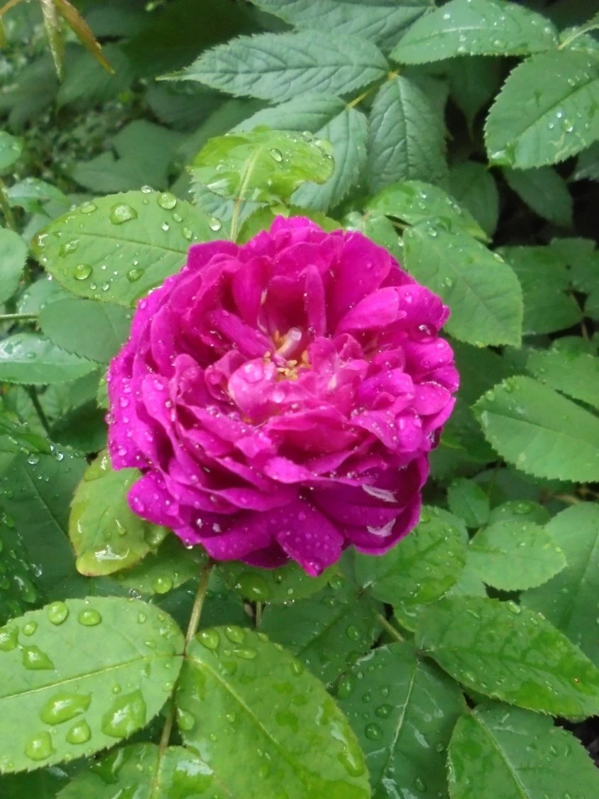 Strauchrose 'Rose De Resht' 16 Strauchrose 'Rose De Resht' – Bild 16