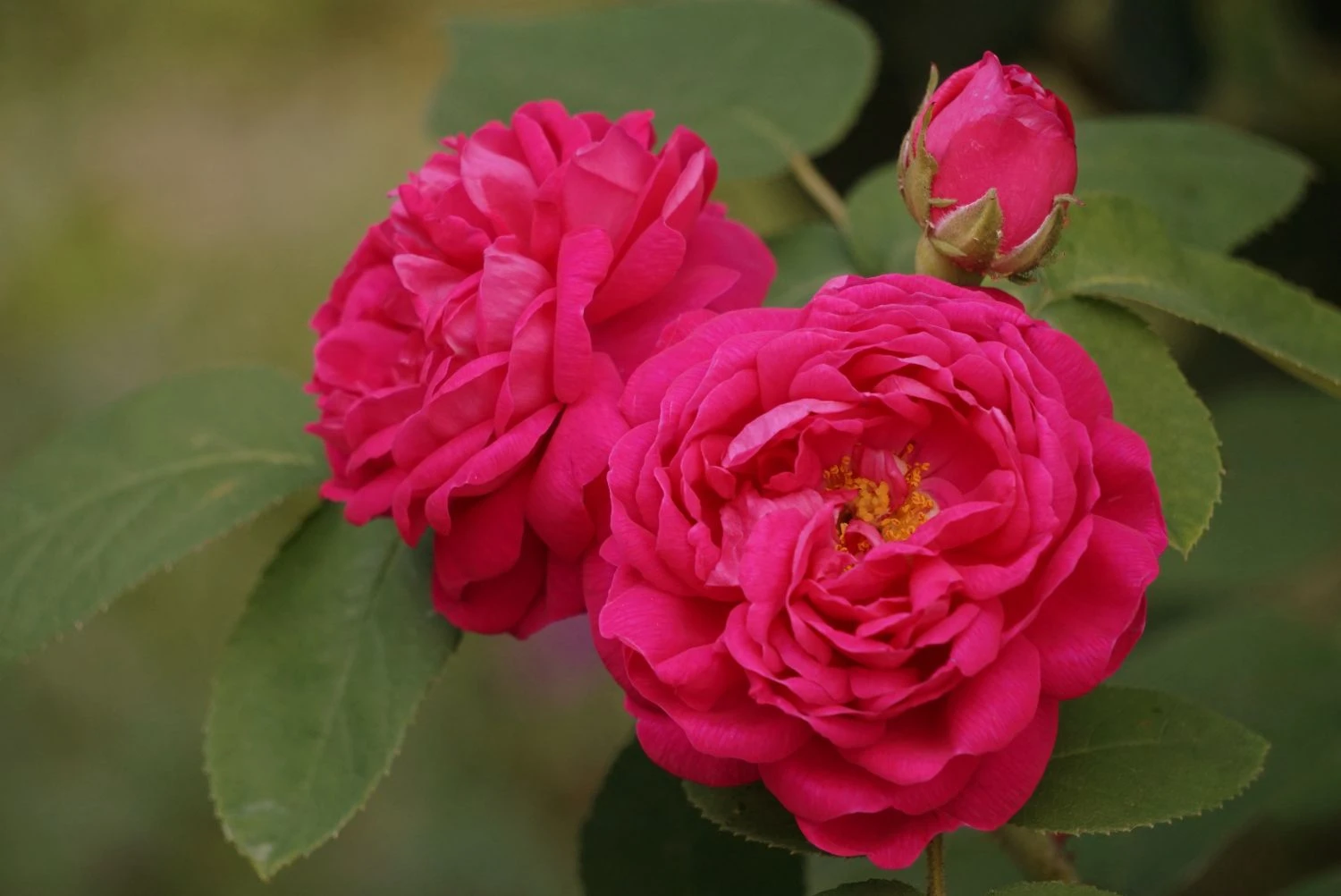 Strauchrose 'Rose De Resht' 14 Strauchrose 'Rose De Resht' – Bild 14