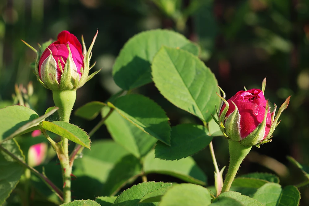Strauchrose 'Rose De Resht' 18 Strauchrose 'Rose De Resht' – Bild 18