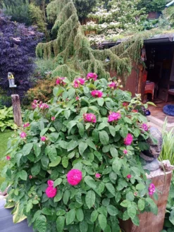 Strauchrose 'Rose De Resht' 29 Strauchrose 'Rose De Resht' -Deutschland Garten Funk Verkaufs-Shop strauchrose rose de resht m002704 751854 0