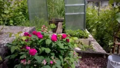 Strauchrose 'Rose De Resht' 30 Strauchrose 'Rose De Resht' -Deutschland Garten Funk Verkaufs-Shop strauchrose rose de resht m002704 892945 0