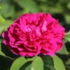 Strauchrose 'Rose De Resht'