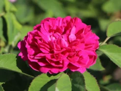 Strauchrose 'Rose De Resht'