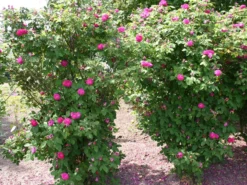Strauchrose 'Rose De Resht' 23 Strauchrose 'Rose De Resht' -Deutschland Garten Funk Verkaufs-Shop strauchrose rose de resht m002704 w 0