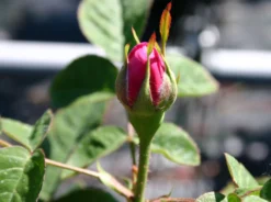 Strauchrose 'Rose De Resht' 24 Strauchrose 'Rose De Resht' -Deutschland Garten Funk Verkaufs-Shop strauchrose rose de resht m002704 w 1