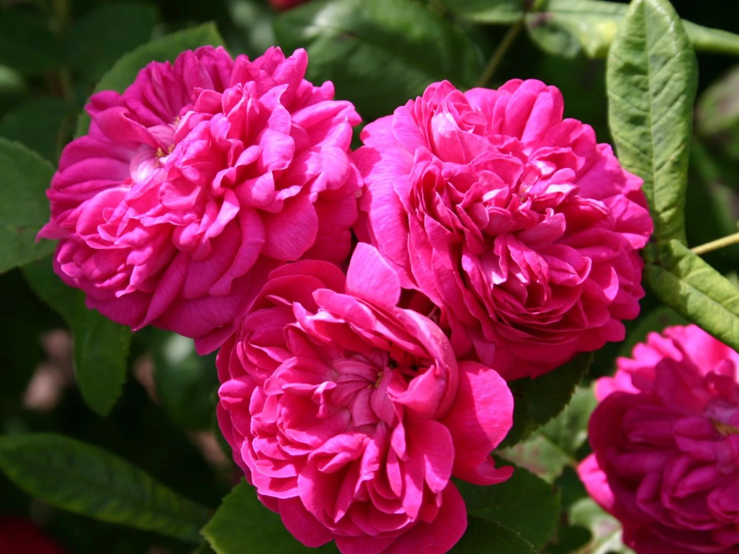 Strauchrose 'Rose De Resht' 2 Strauchrose 'Rose De Resht' – Bild 2