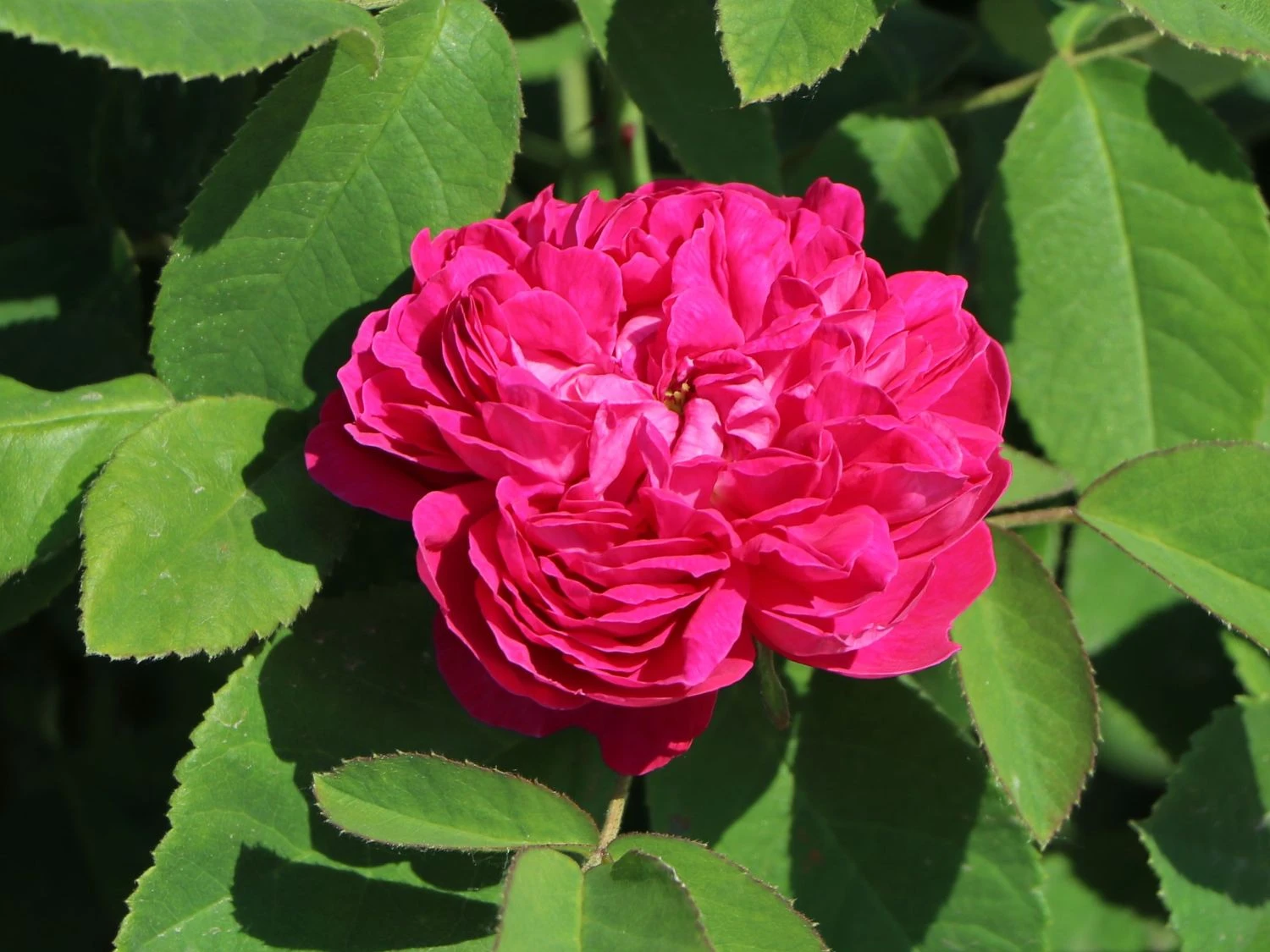 Strauchrose 'Rose De Resht' 8 Strauchrose 'Rose De Resht' – Bild 8