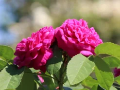 Strauchrose 'Rose De Resht' 21 Strauchrose 'Rose De Resht' -Deutschland Garten Funk Verkaufs-Shop strauchrose rose de resht m002704 w 4